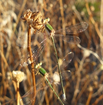 Lestes sp. - chiedo identificazione delle specie